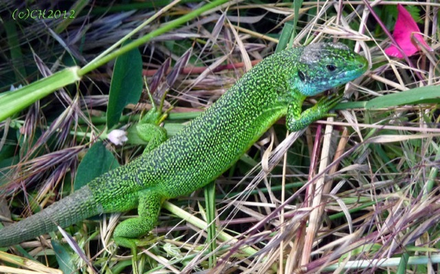 Green - a European western green lizard