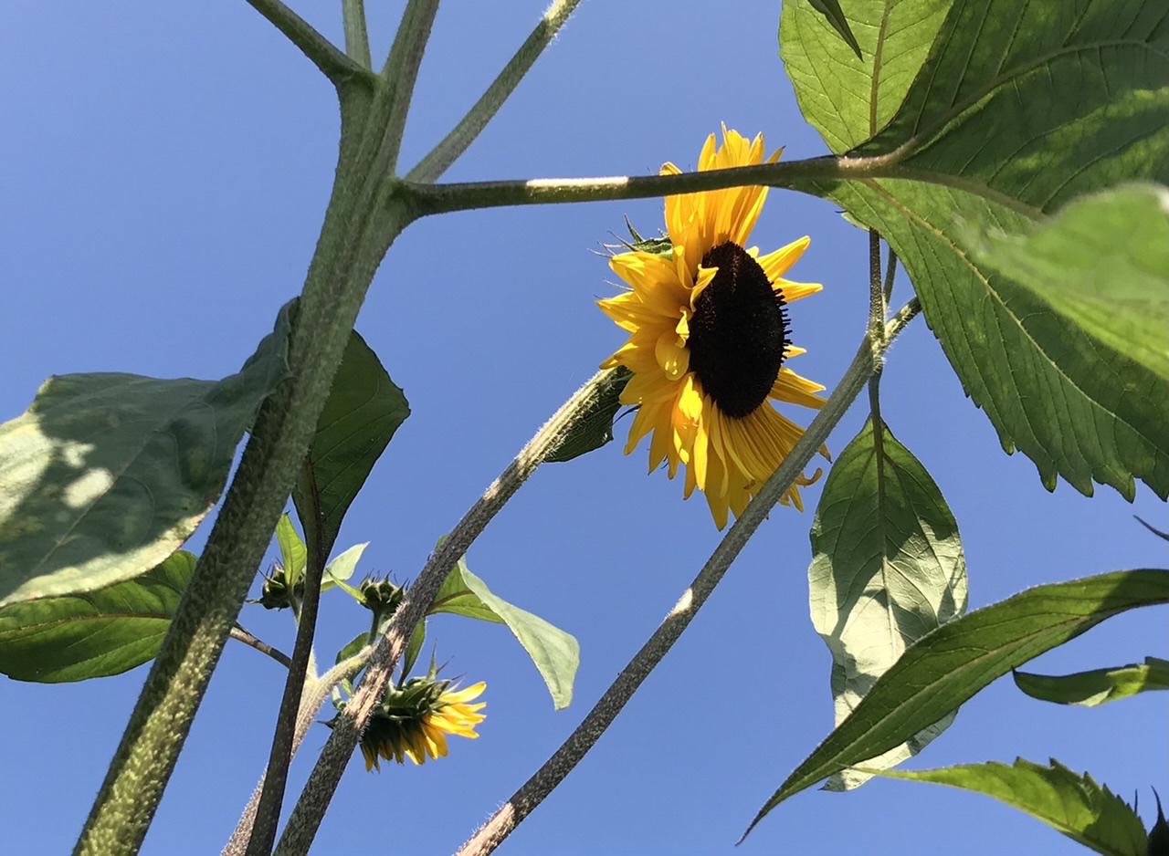 Yellow - Williams sunflowers