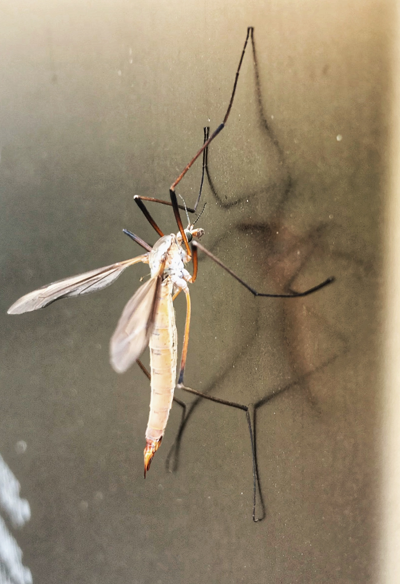 Shapes - Daddy Longlegs (female)