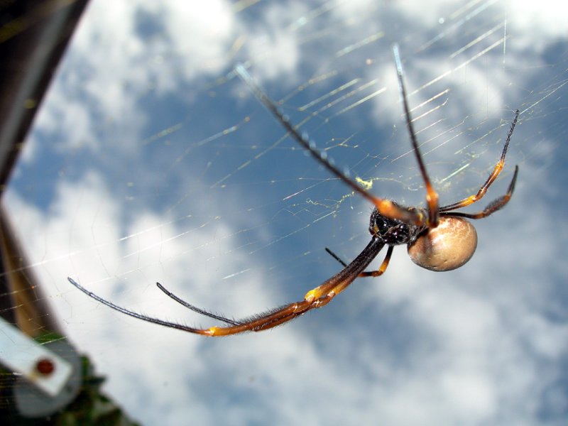 O for Orb spider