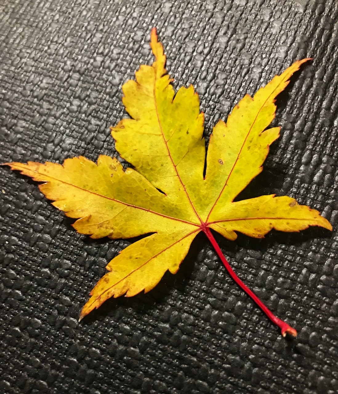 Leaf