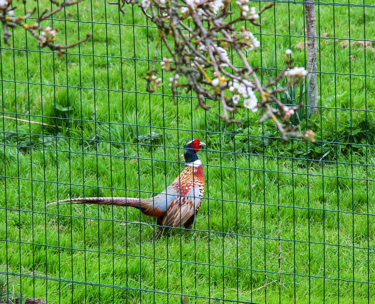 Pheasant 