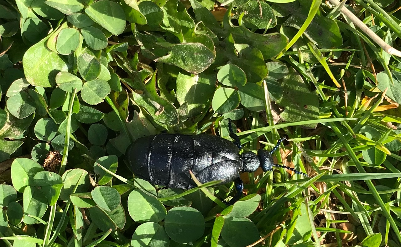 Black Oil Beetle