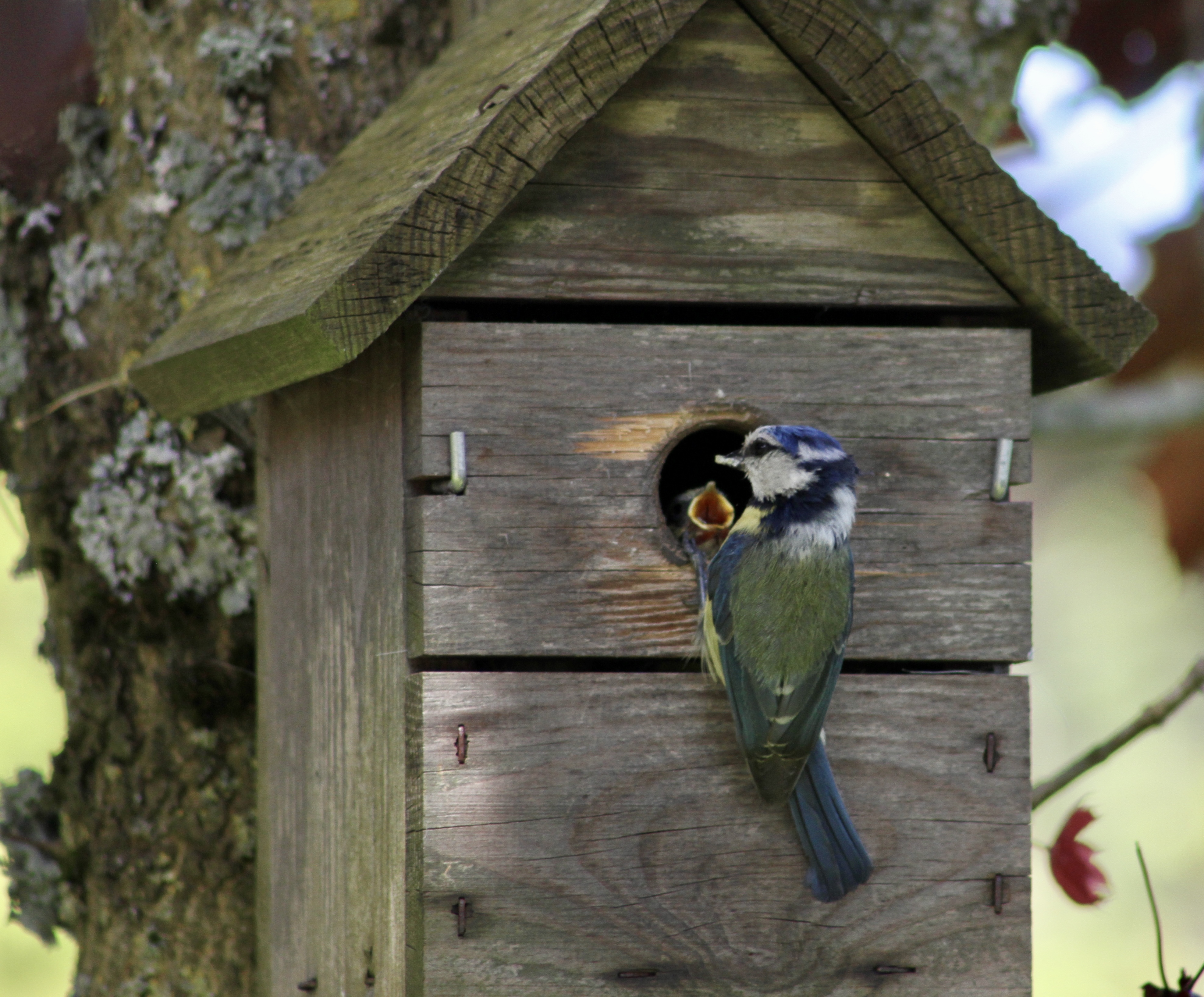 Bluetits
