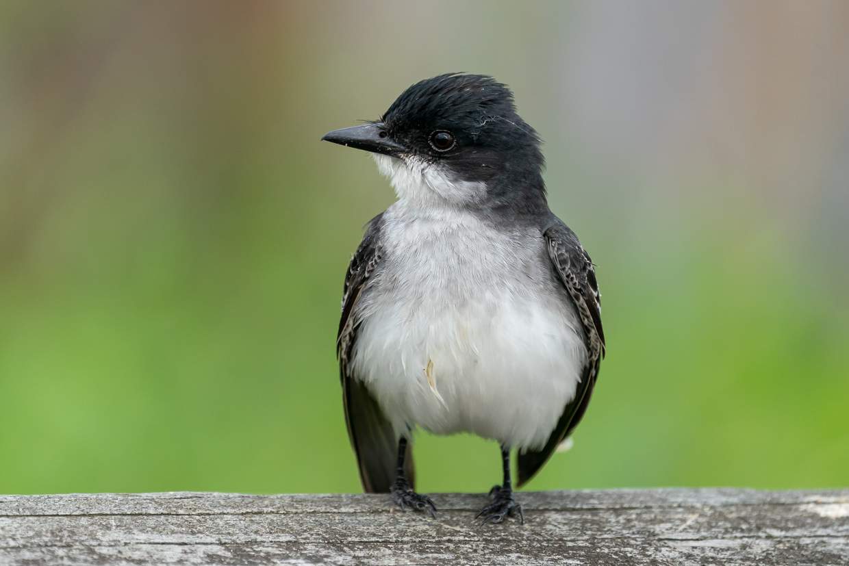 Eastern Kingbird