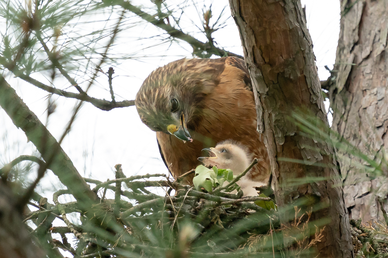 Red-shouldered Hawk and chick