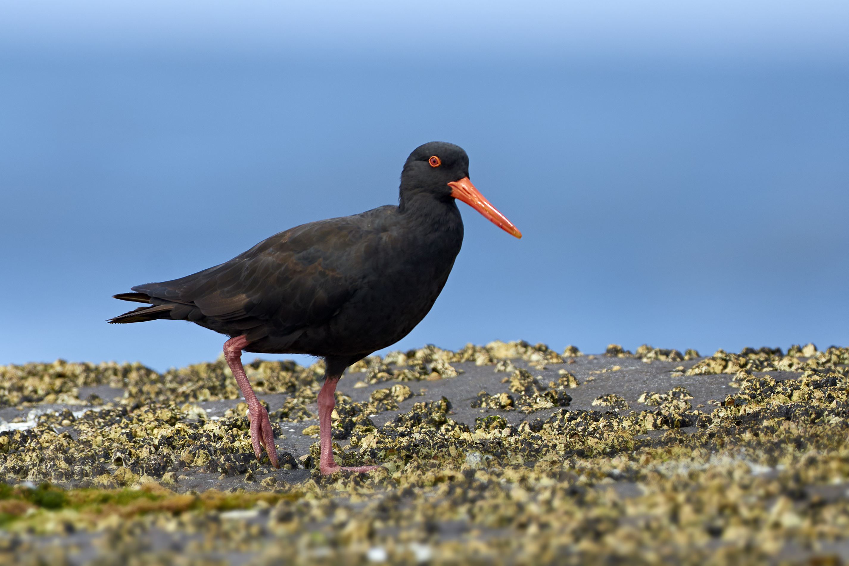 Sooty Oyster Catcher