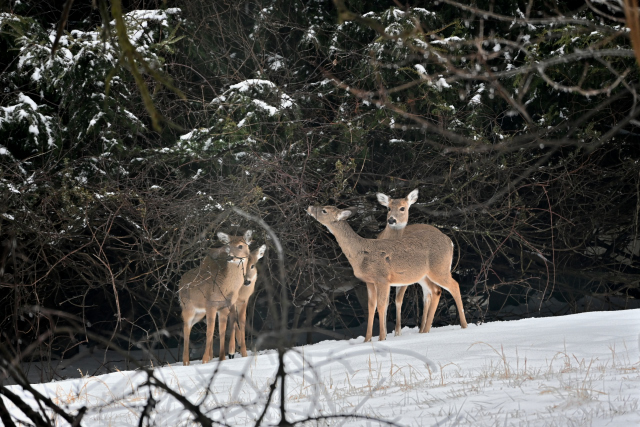 Winter 2020-2021 (0241)