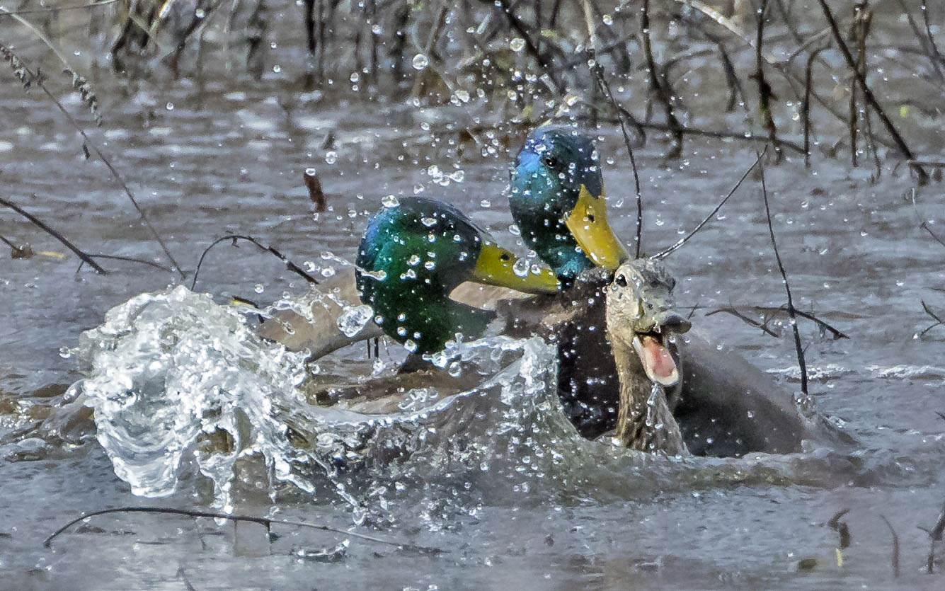 Male_Mallards_fight_for_female3.jpg