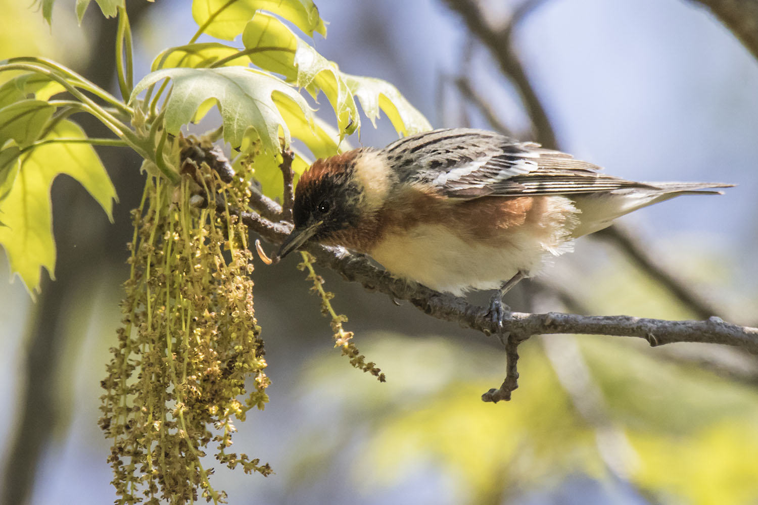 Baybreasted_Warbler_with_caterpillar.jpg