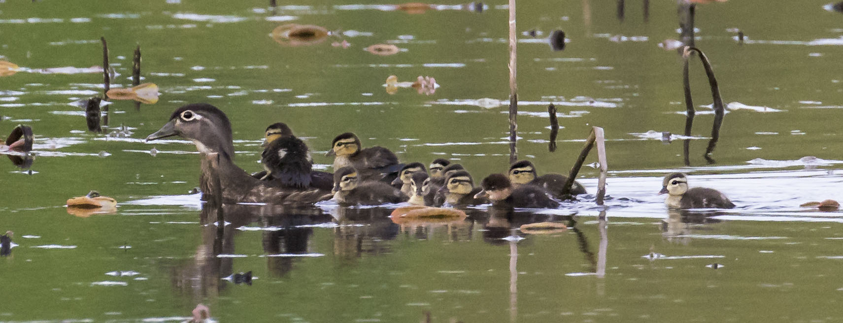 Wood_duck_w_11_babies_2_on_back_1_hooded_merg.jpg