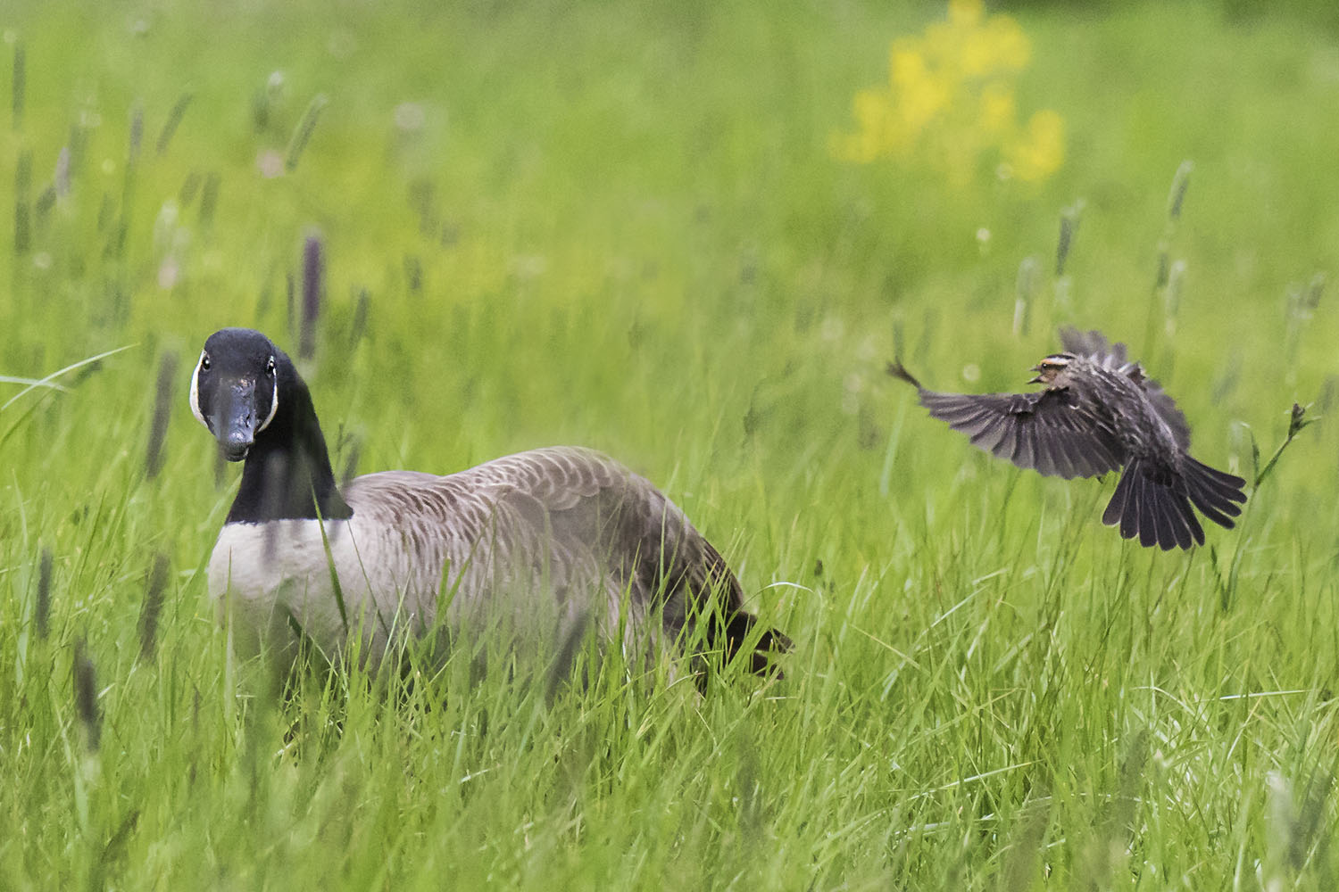 Redwinged_Blackbird_attacks_goose_2.jpg