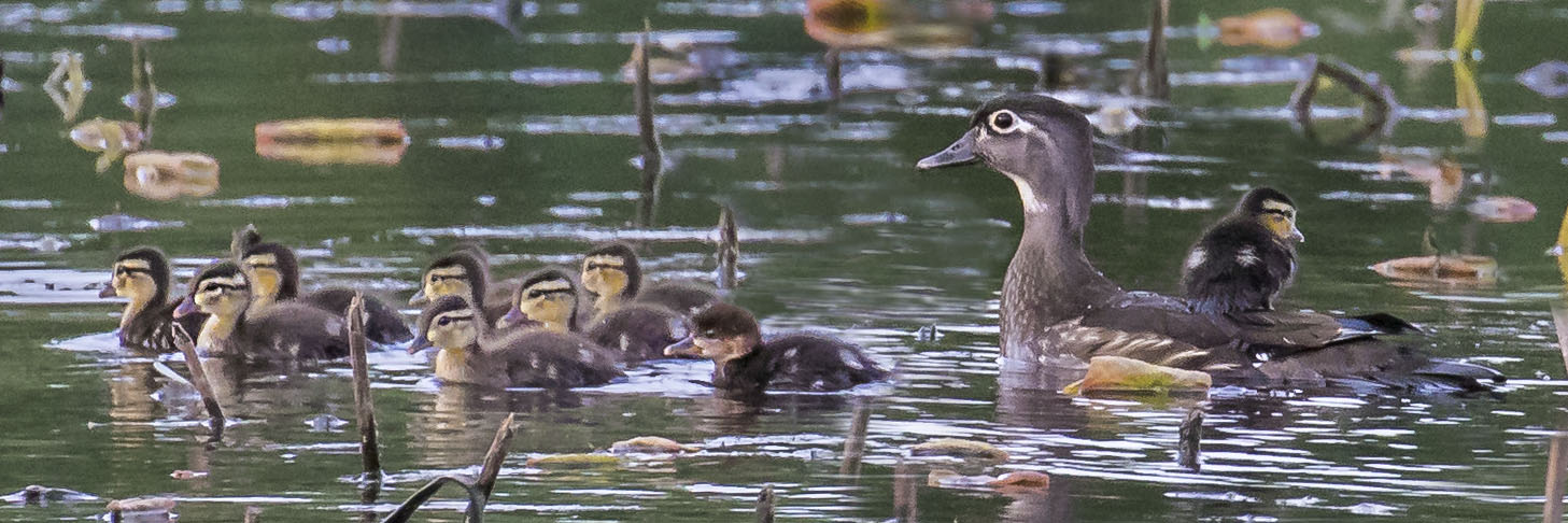 Wood_duck_w_ducklings_1_hooded_1_on_back.jpg