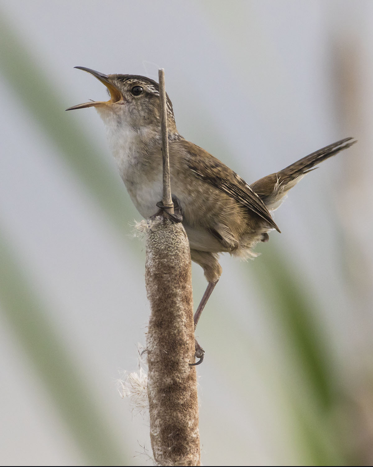 Marsh_Wren_singing.jpg