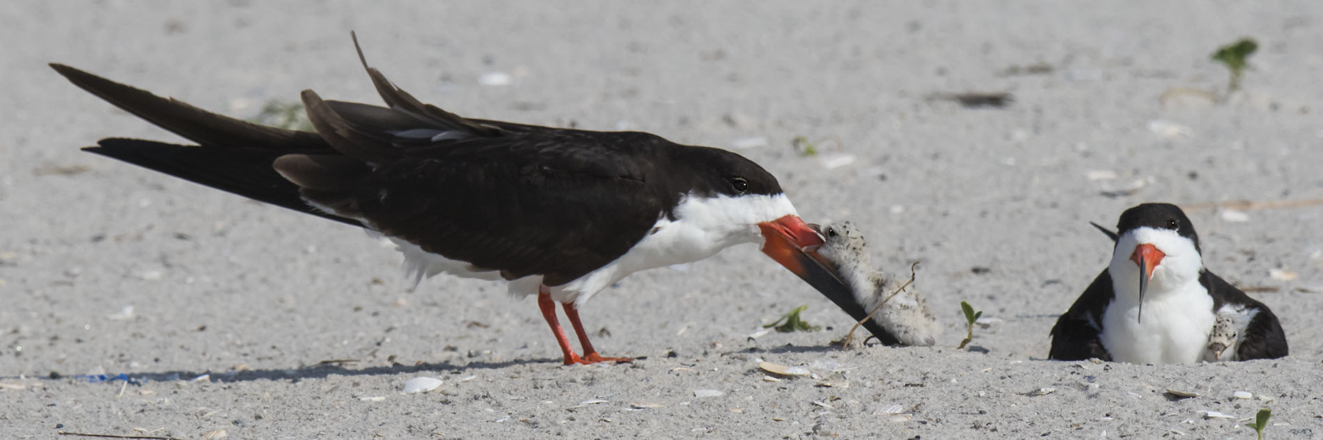 Skimmer_baby_parallel_with_moms_beak.jpg