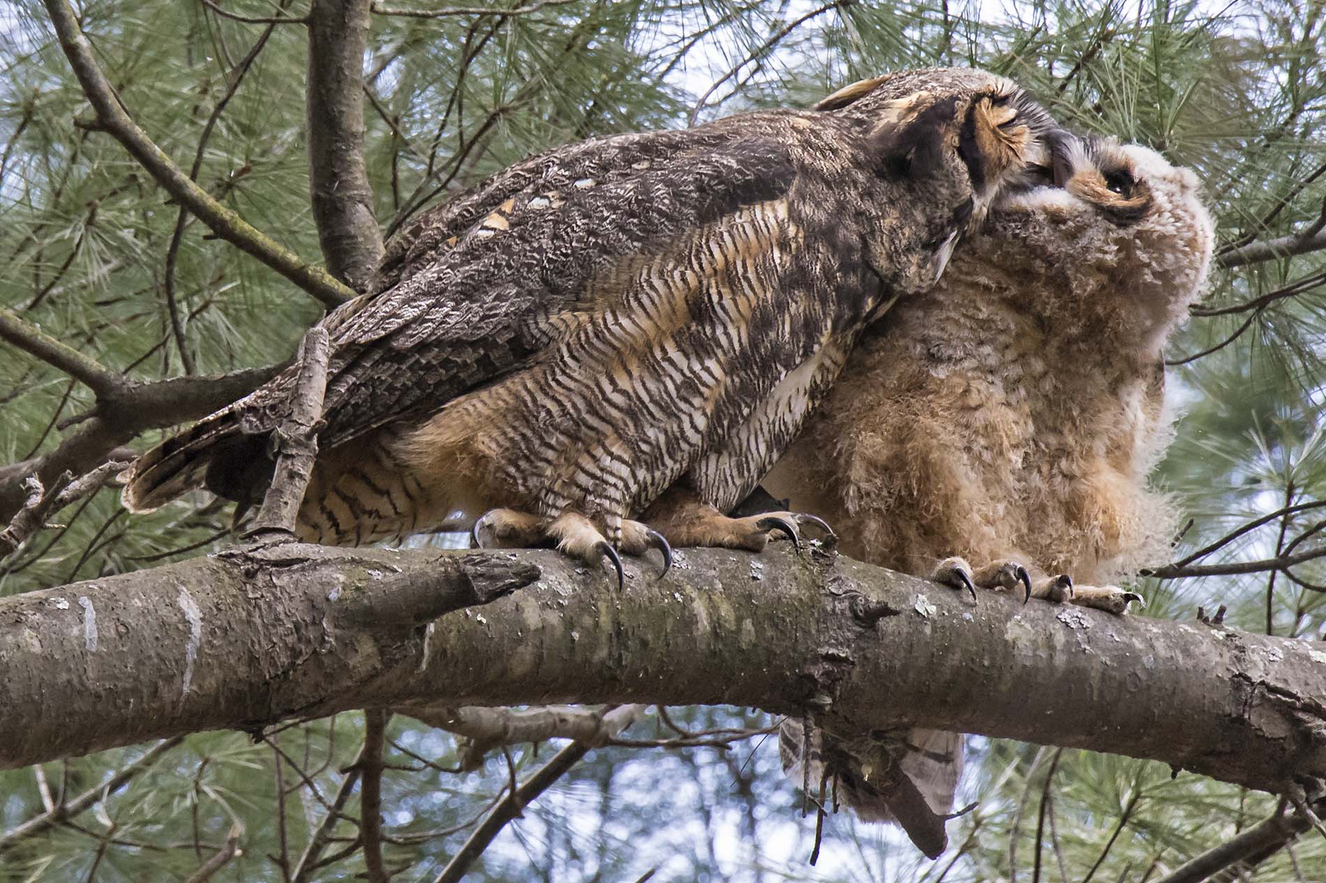GHO mom preen kisses fledgling on branch
