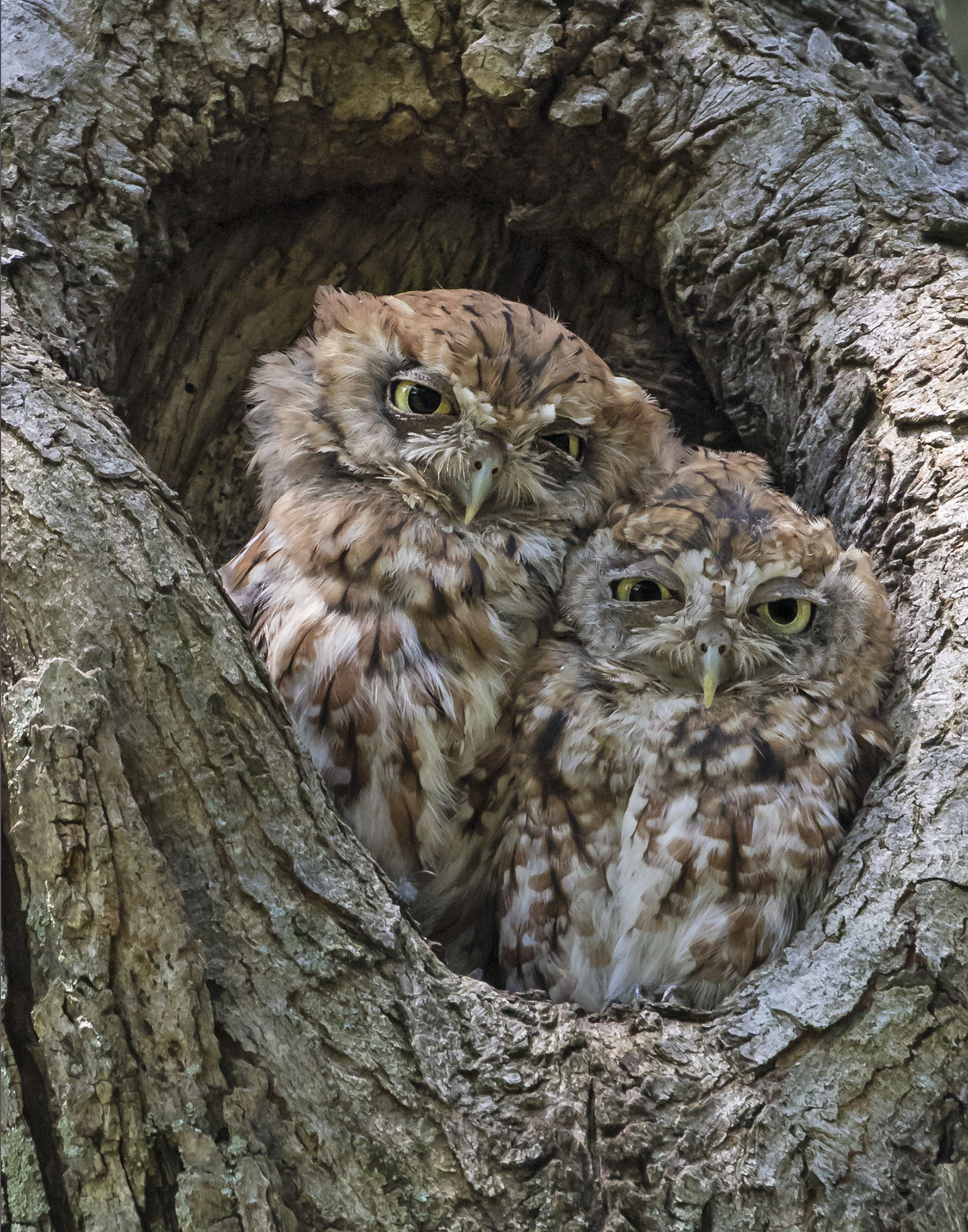 Screech pair cuddle together in hole