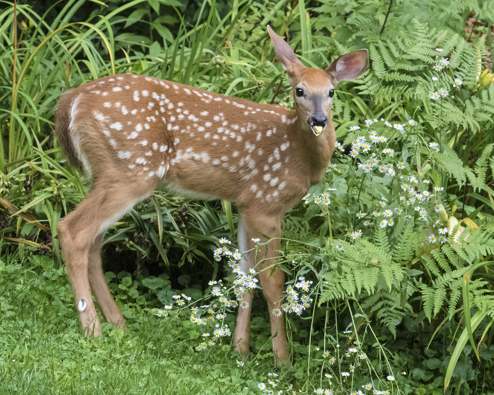 Fawn eating flower bud in garden