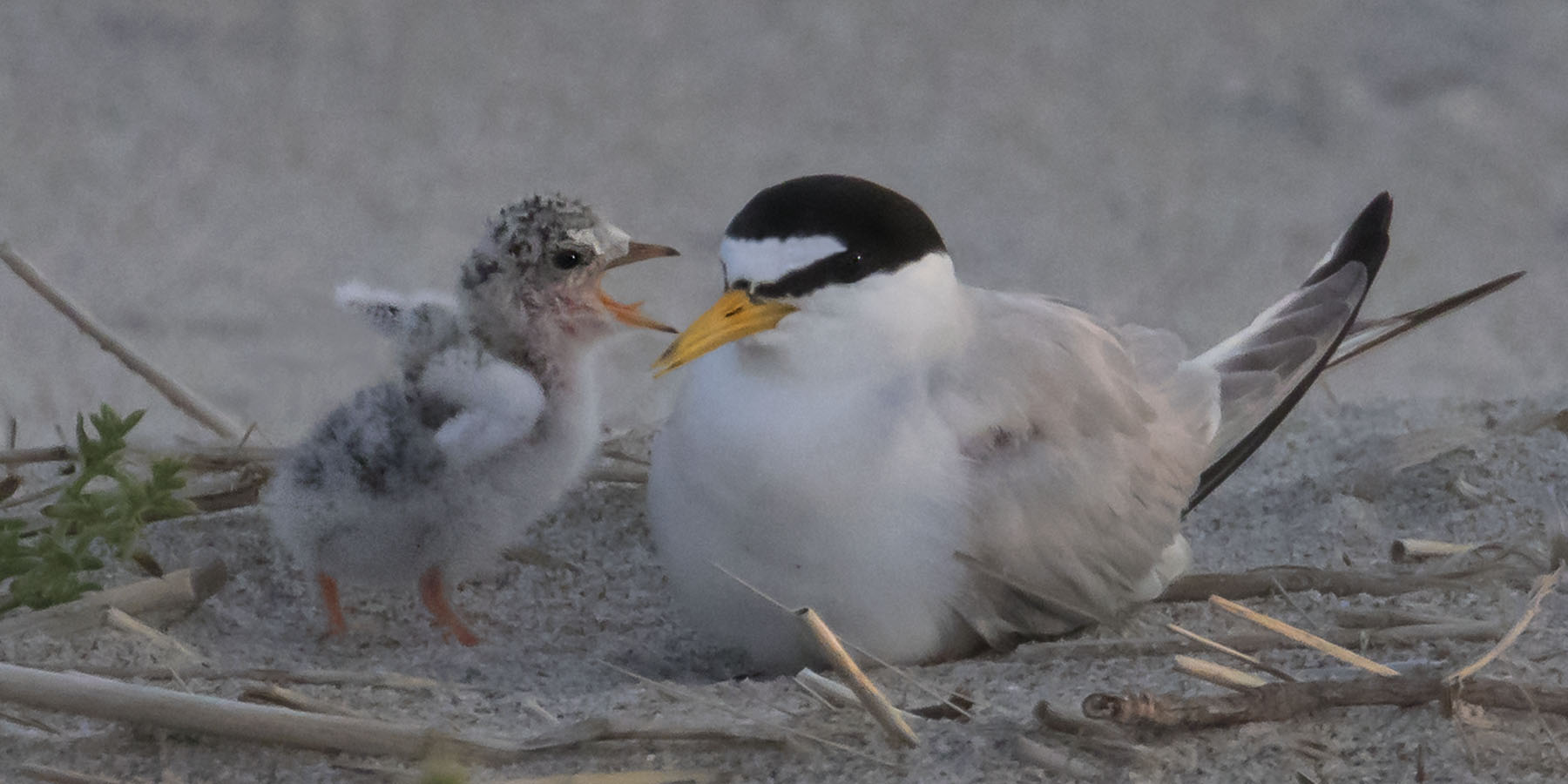 Least Tern baby yells at mom.jpg