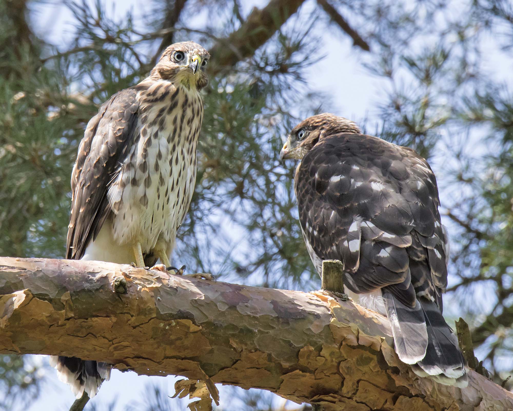 Coopers Hawk siblings sit together in tree