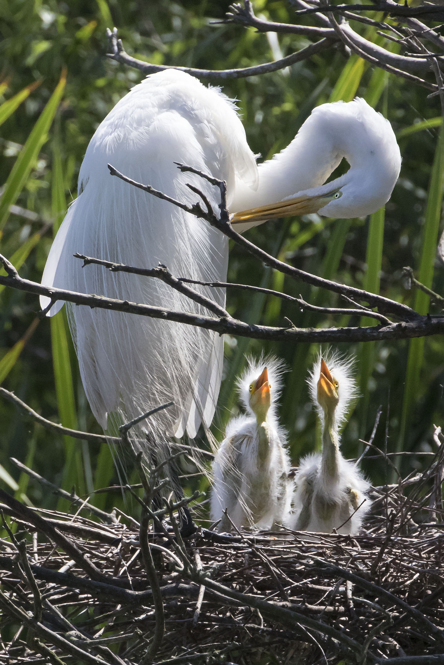 Great Egret babies look up at mom