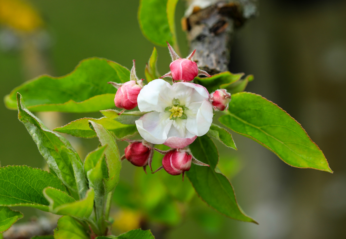 Apple Blossom