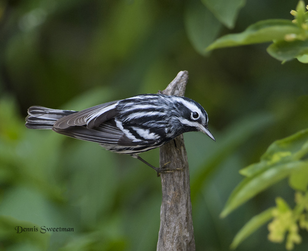 Black & White Warbler