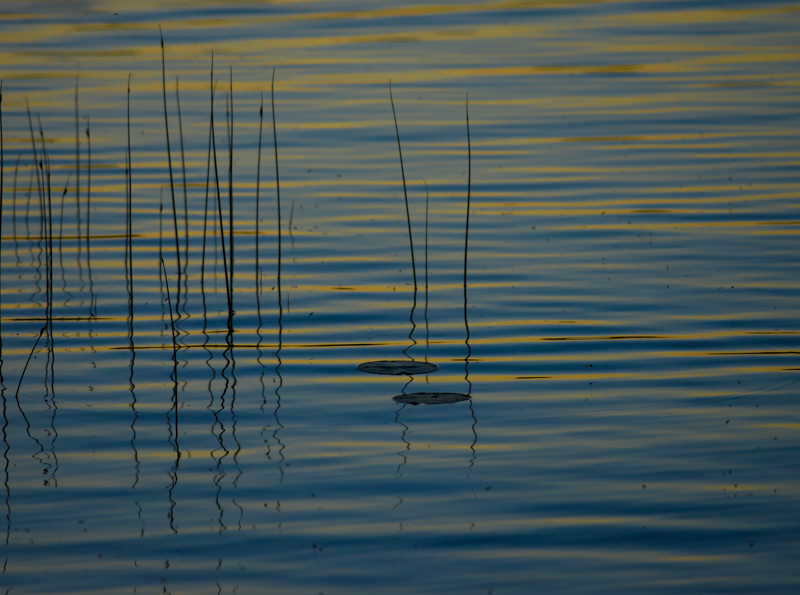 Evening on the Lake