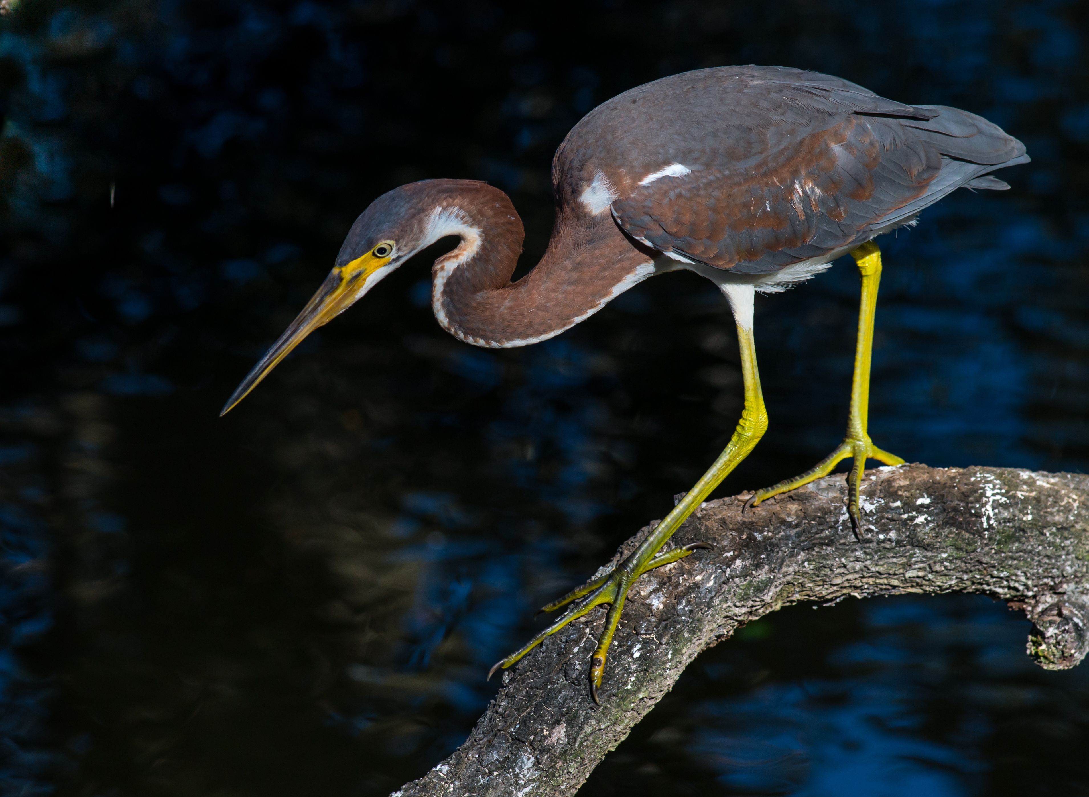 Balancing Act