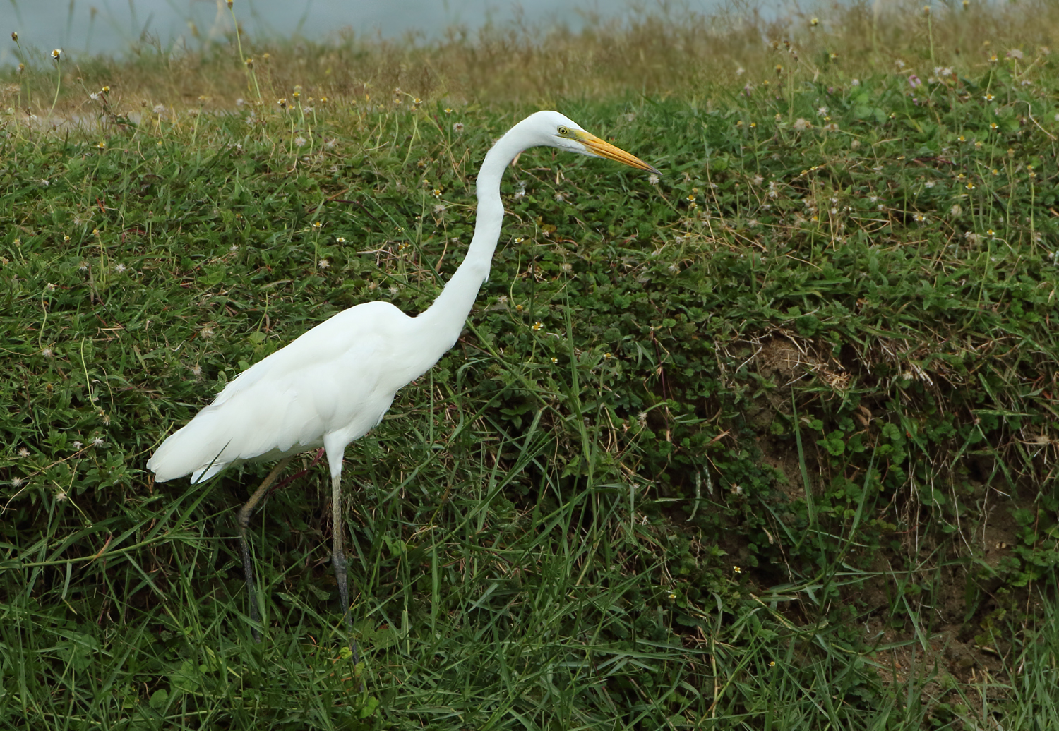 Eastern Great Egret - Ardea egretta modesta 
