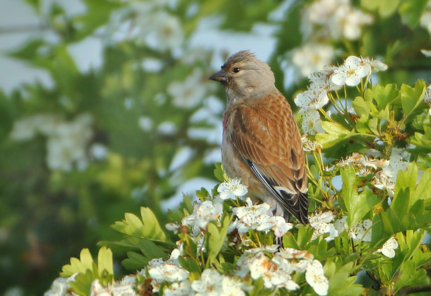 Common Linnet - Carduelis cannabina (Kneu)