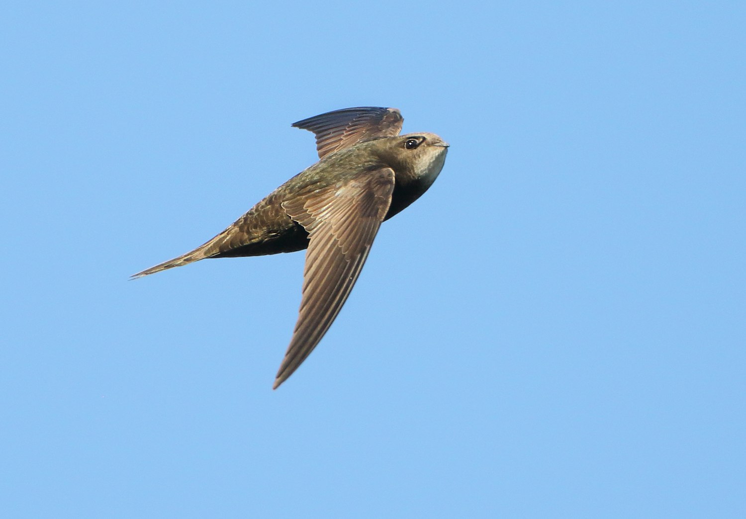 Common Swift - Apus apus (Gierzwaluw)