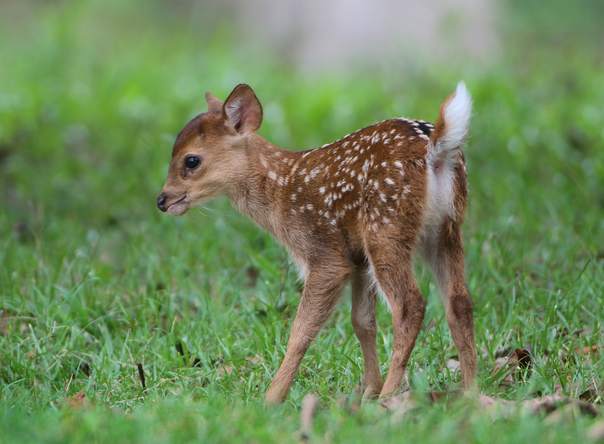 Hog Deer - Hyelaphus porcinus