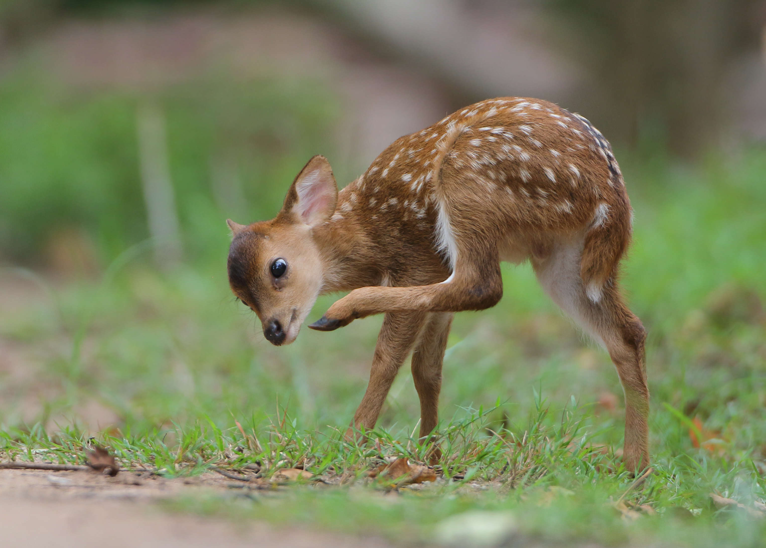 Hog Deer - Hyelaphus porcinus