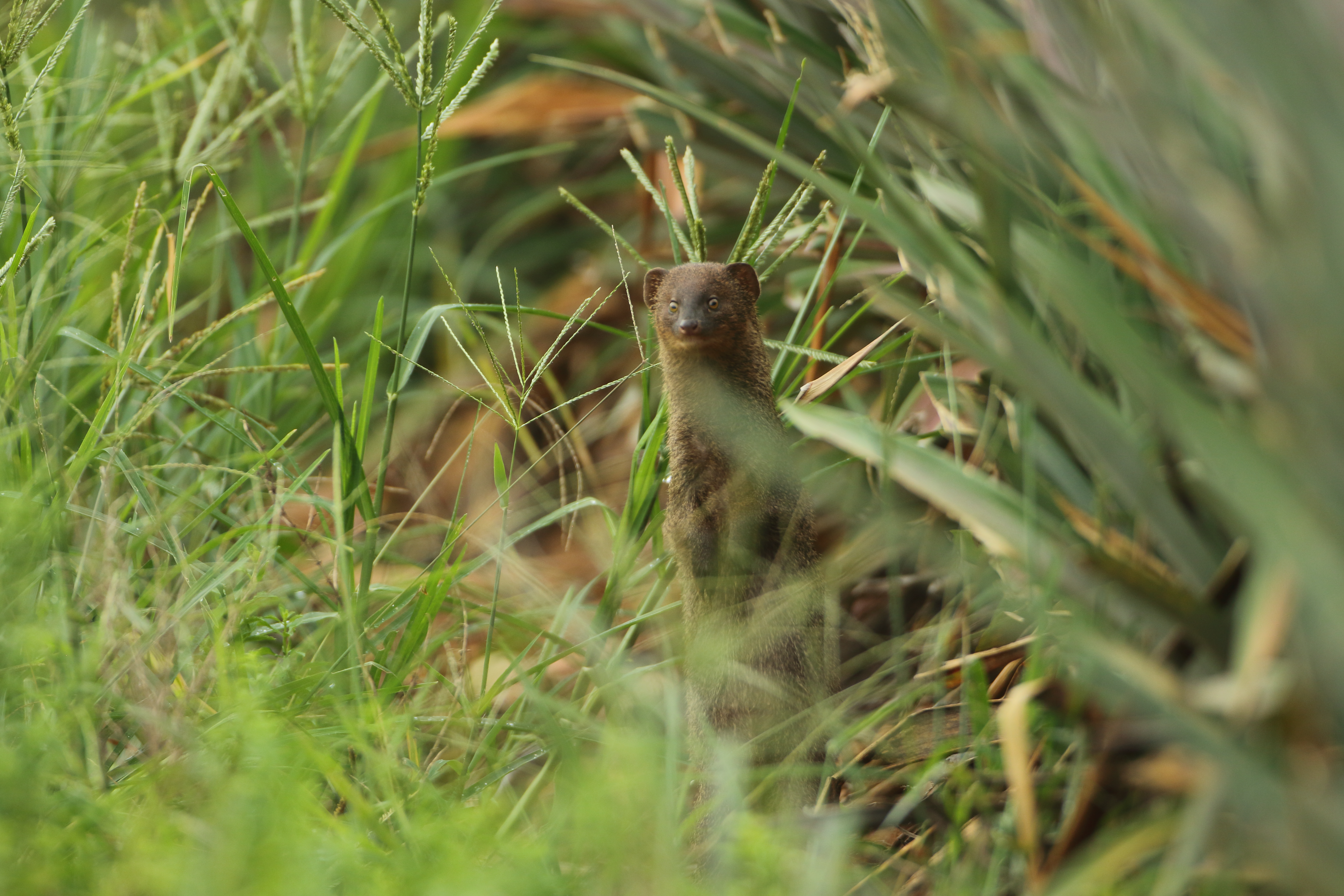 Small Asian Mongoose - Herpestes javanicus