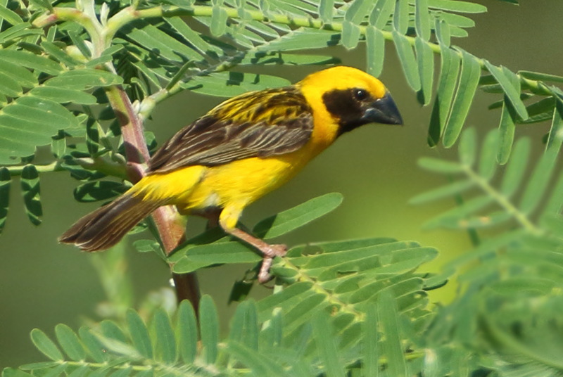 Weavers - Ploceidae