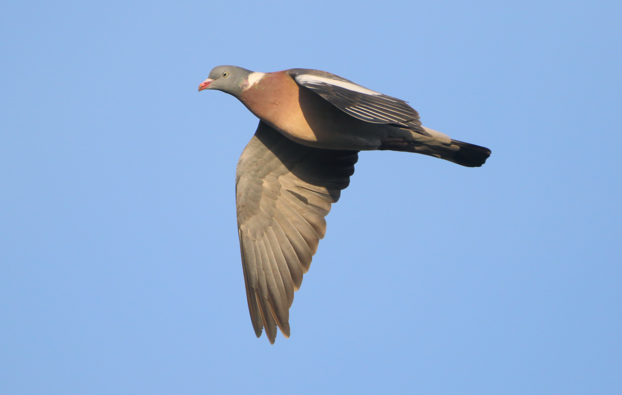 Wood Pigeon - Columba palumbus (Houtduif)