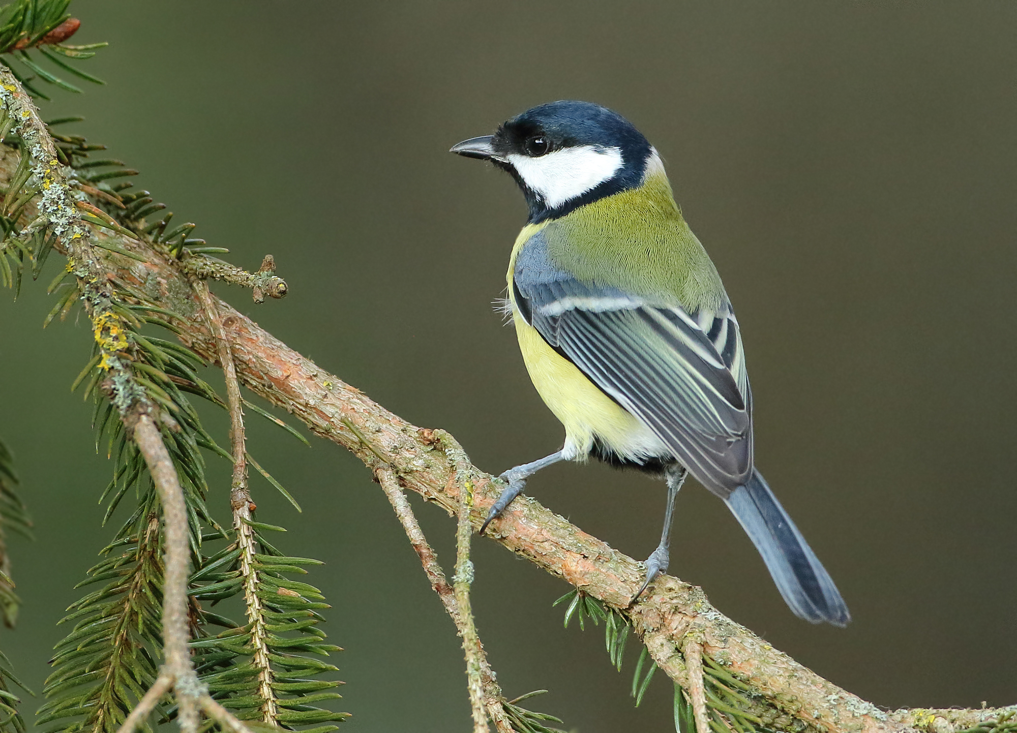 Great Tit - Parus major (Koolmees)