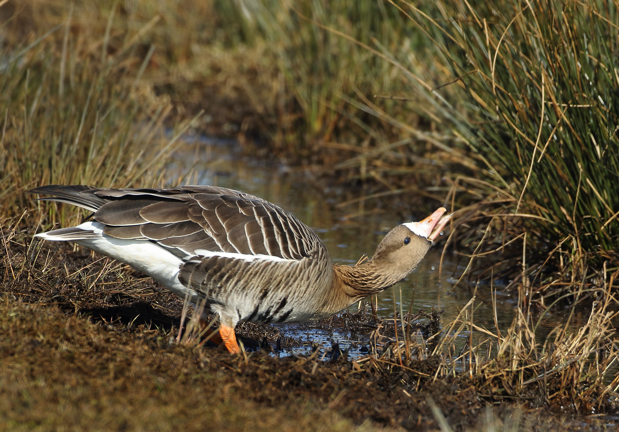 Greater White-fronted Goose - Anser albifrons (Kolgans)