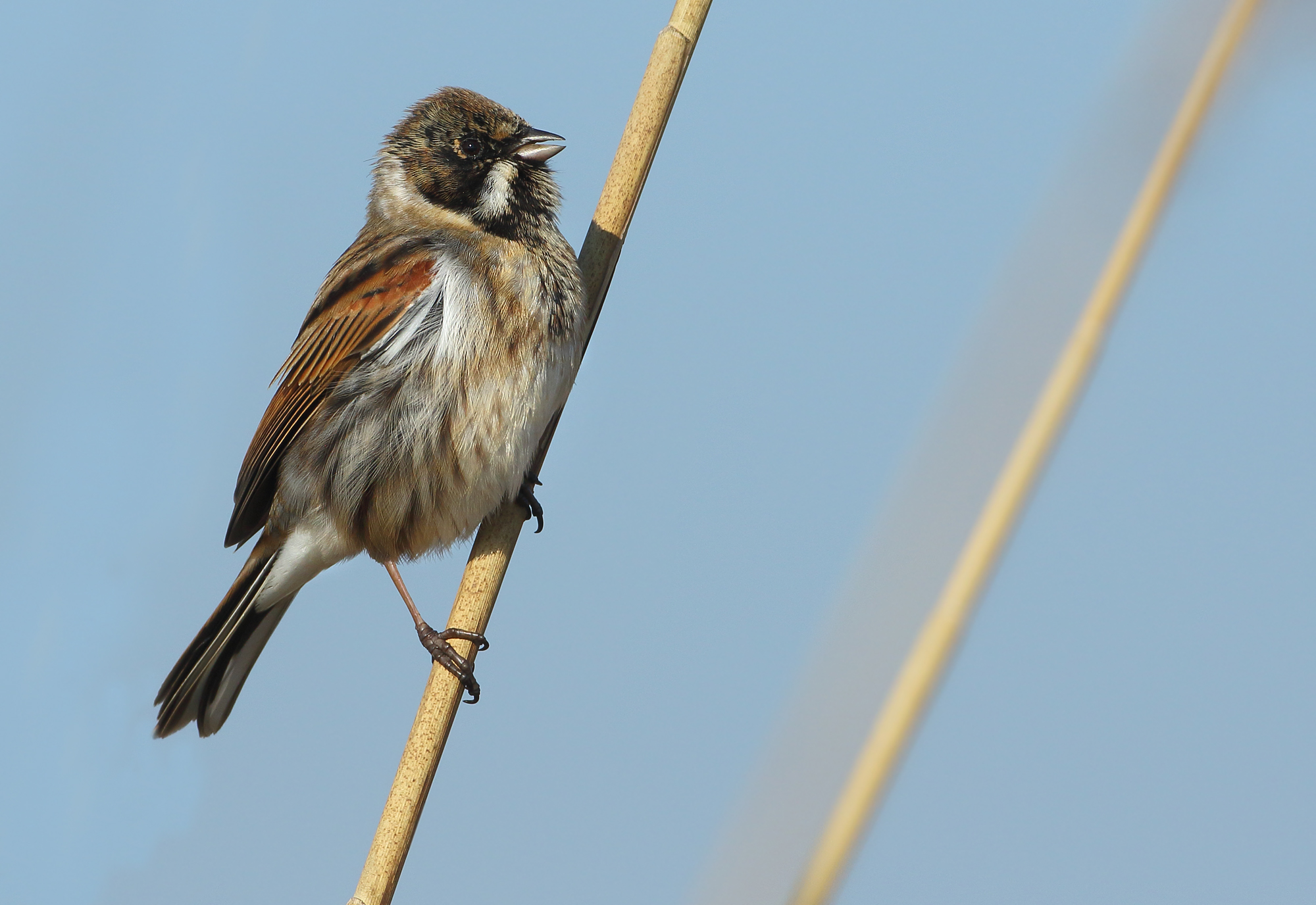 Reed Bunting - Emberiza schoeniclus (Rietgors) 