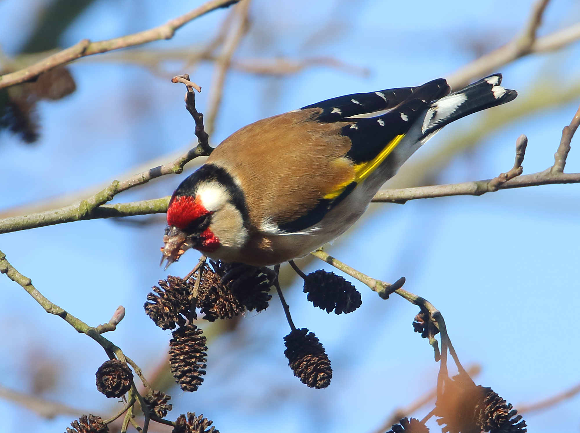European Goldfinch - Carduelis carduelis carduelis (Putter)