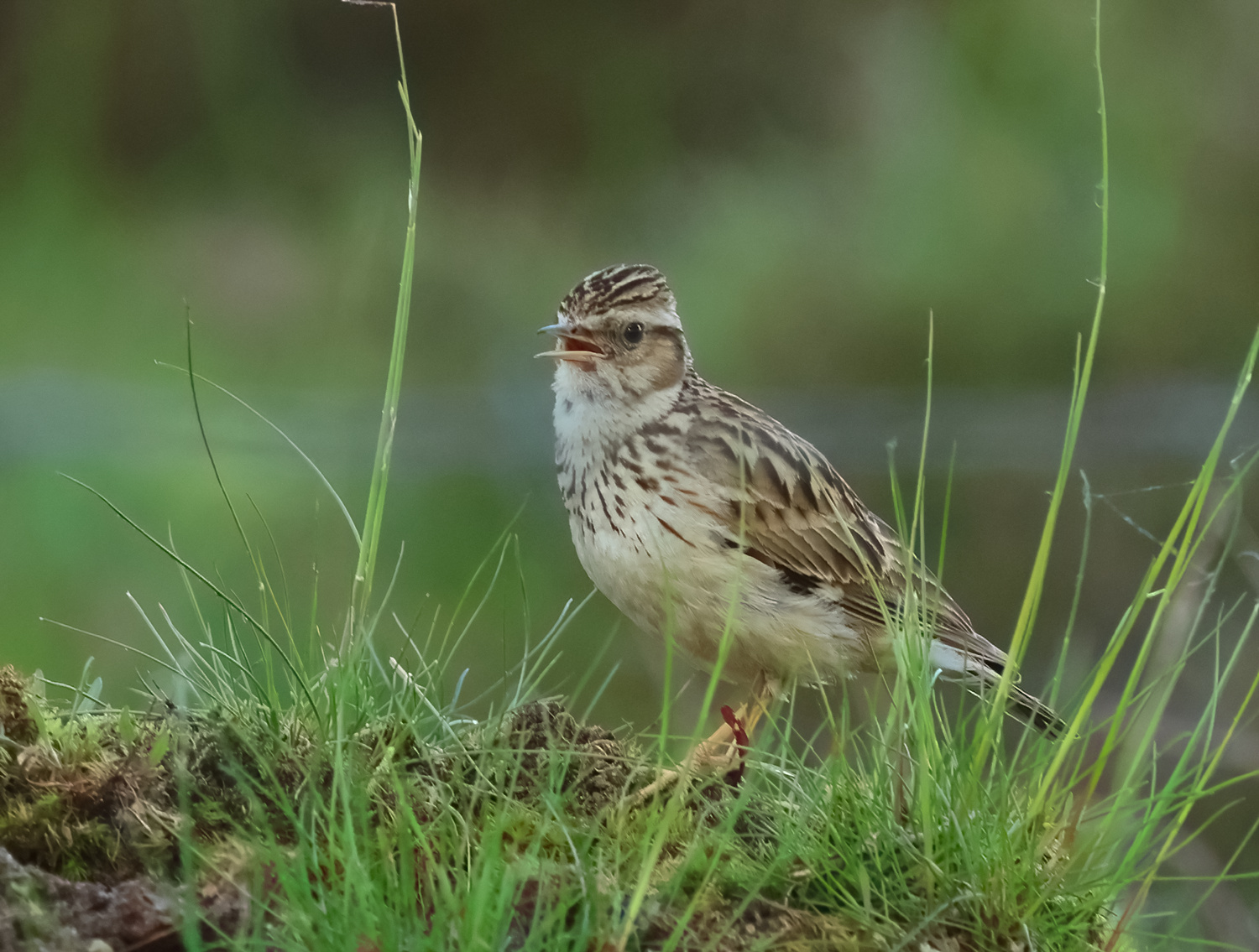 Woodlark - Lullula arborea (Boomleeuwerik)