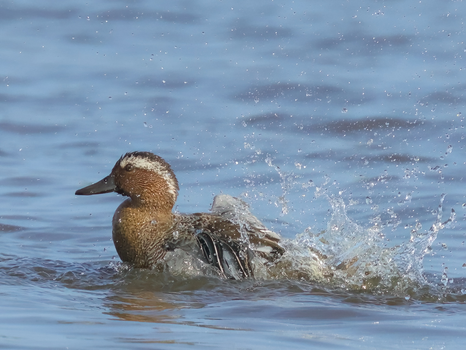 Garganey - Anas querquedula (Zomertaling)