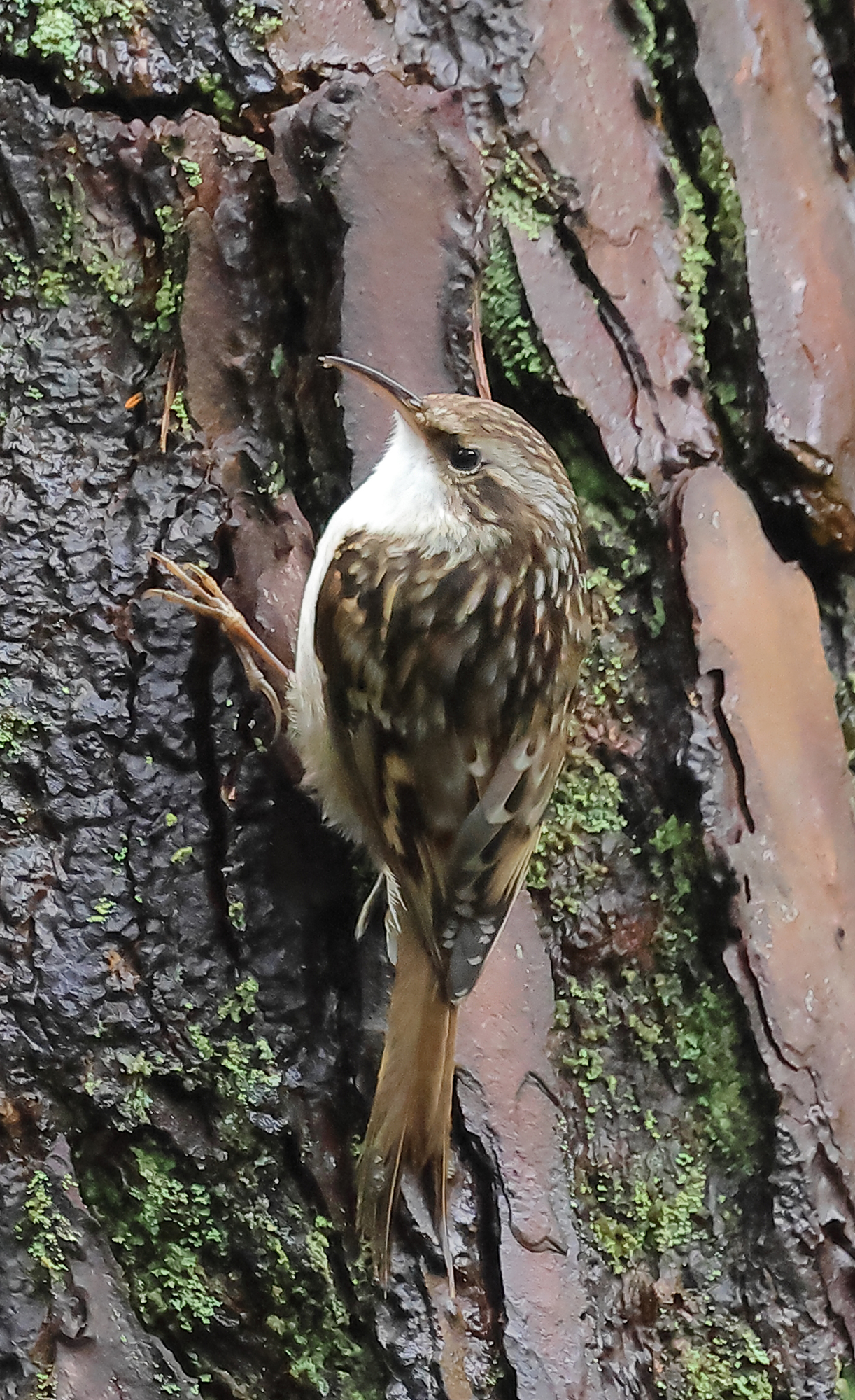 Short-toed Treecreeper - Certhia brachydactyla megarhynchos (Boomkruiper) 