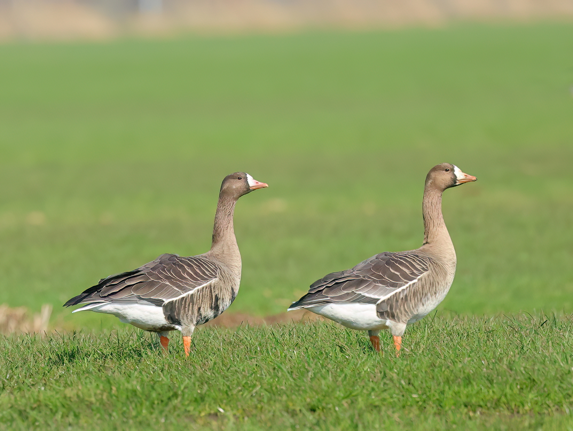Greater White-fronted Goose - Anser albifrons (Kolgans)