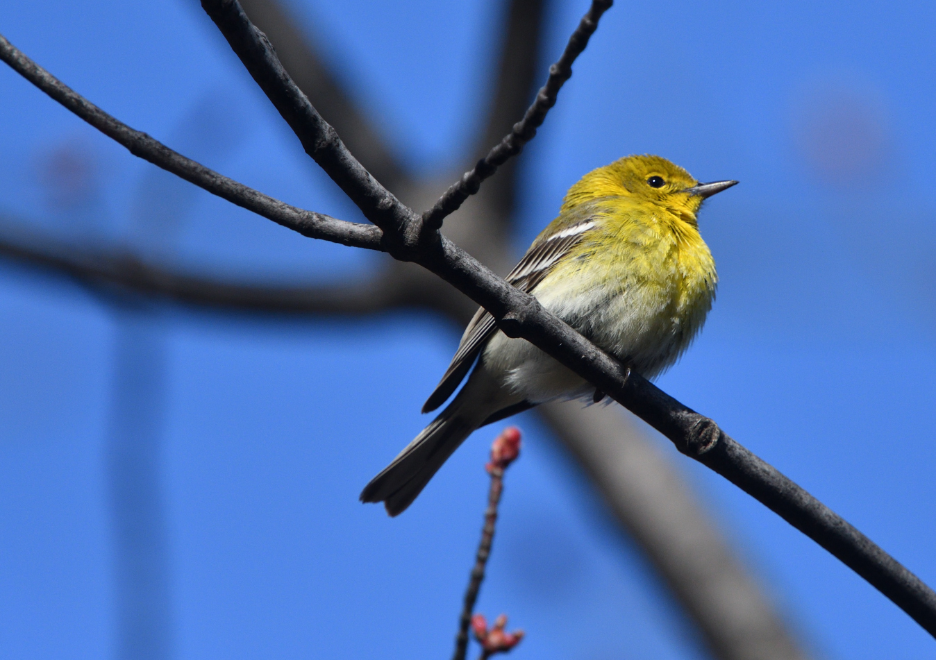 Paruline des pins