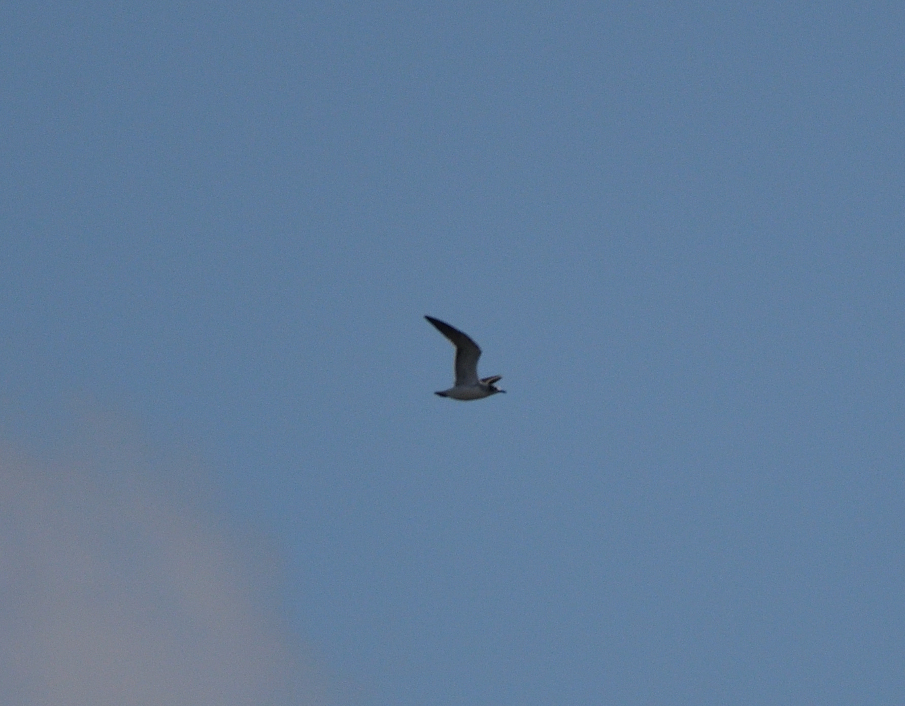 Mouette de Franklin
