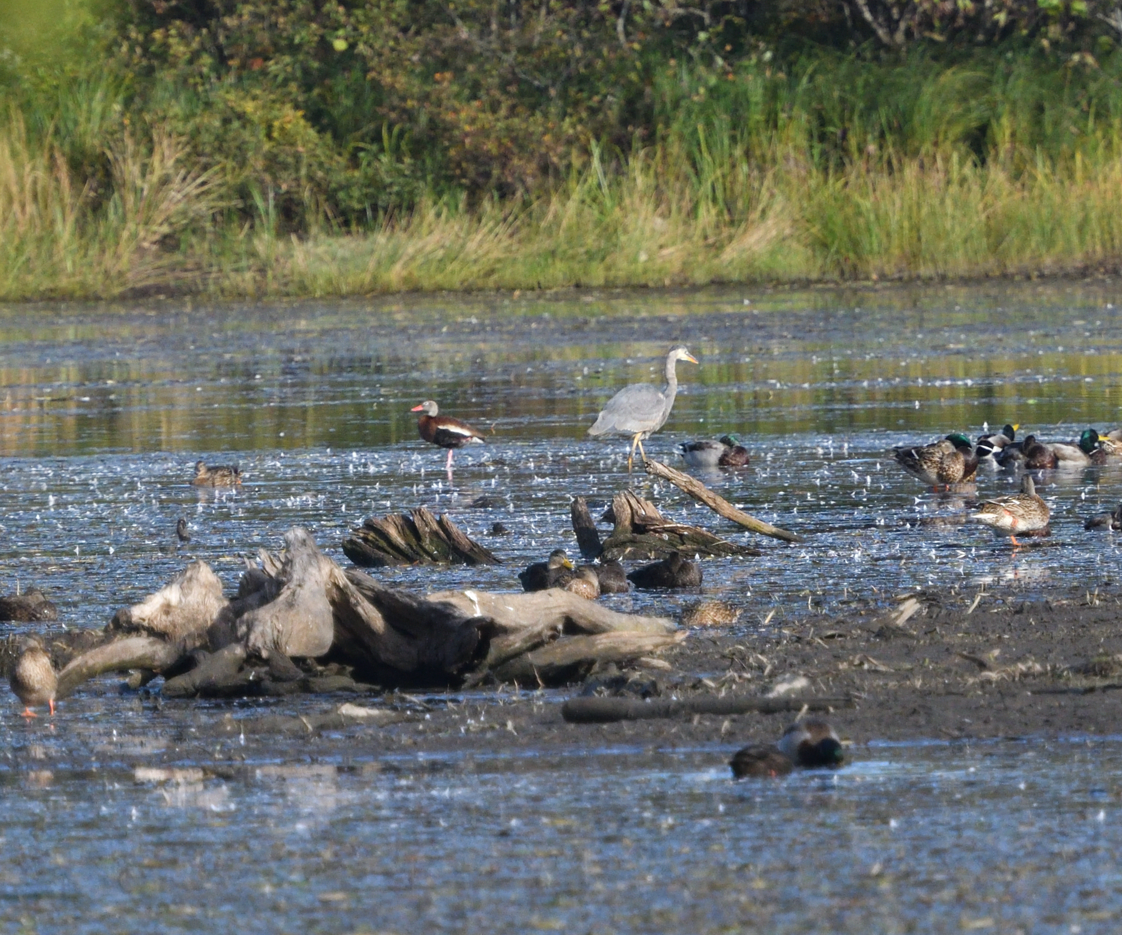 Dendrocygne  ventre noir