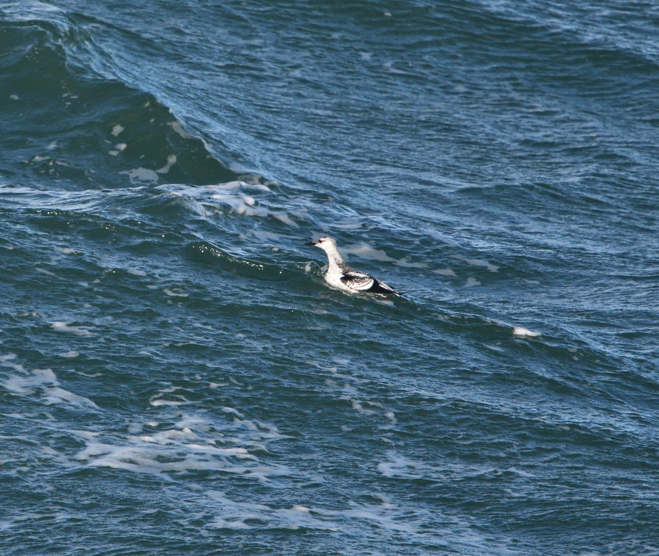 Guillemot  miroir