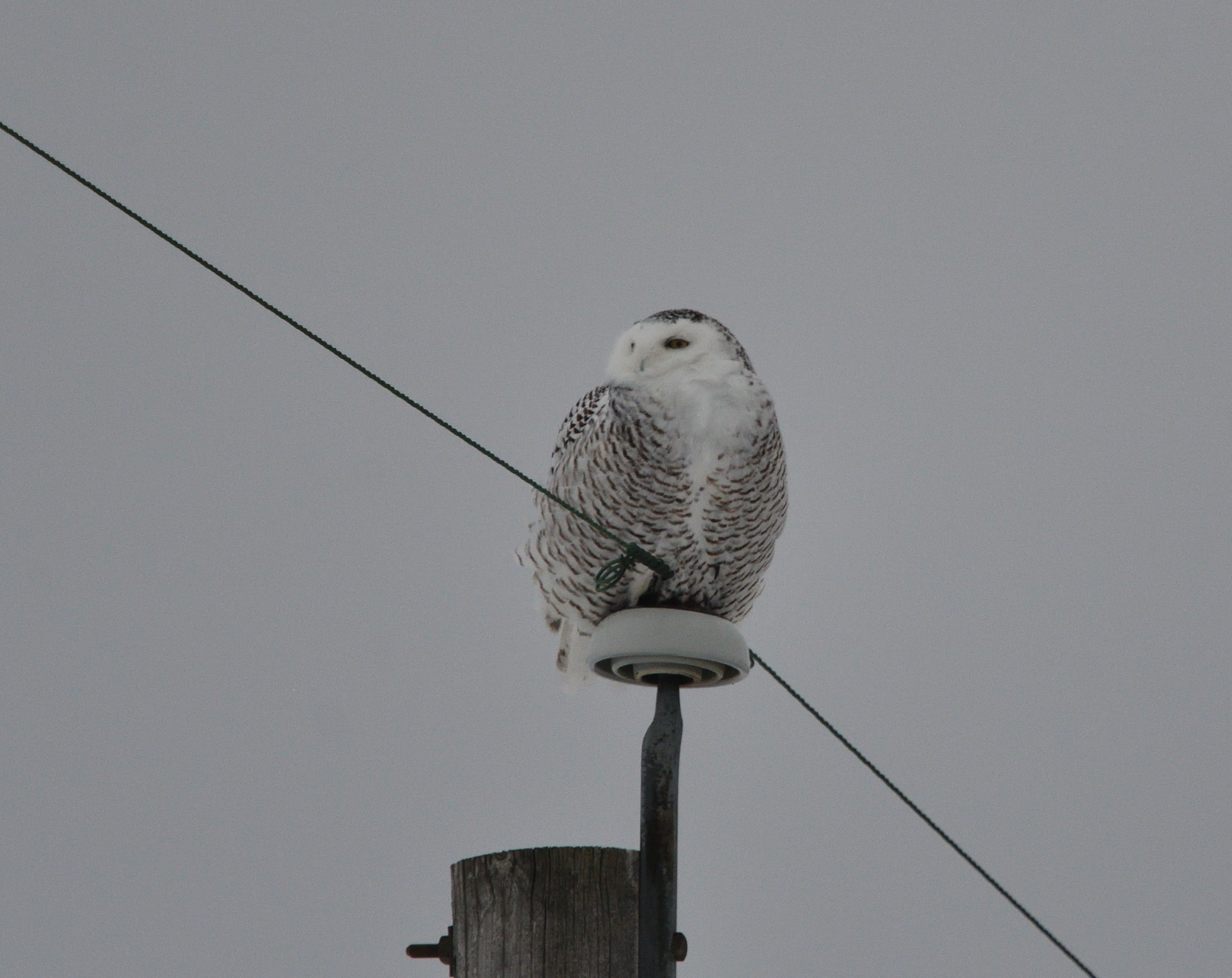 Harfang des neiges